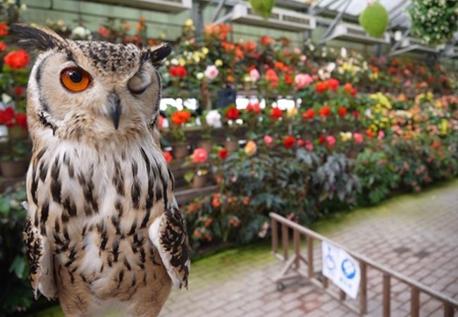 富士花鳥園