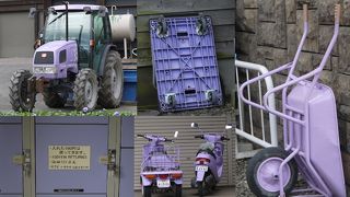 これからも、ラベンダー色道を貫いていただきたいものです。