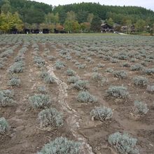 9月下旬はラベンダーは咲いてません。