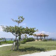 駐車場からビーチまでの道のりで・・・