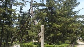 この大木とその足元にある天橋立と記載している石碑と一緒に、写真を撮る事をおすすめします。