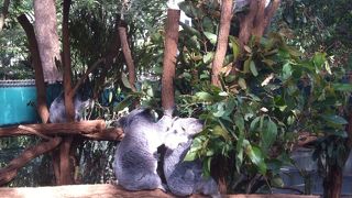Koala is too cute. The first time I saw koalas.