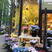 紫陽花の綺麗な時期に