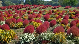 コキアパーク２０１３