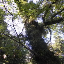 センダンの木は立派過ぎて全貌を収めるのが大変です