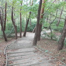 アカマツ林に続く遊歩道の様子