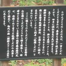 シダレザクラの説明板の様子