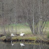 ホテルから城に向かう途中にはルードヴィッヒの好きな白鳥の姿も