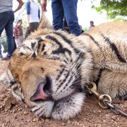 まさにBIG CAT!　ネコ科動物好きの方にはおススメです。