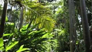 のんびりと南国ハワイの植物を楽しむ