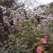 芙蓉より背の高い紫苑
