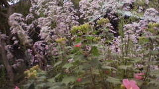 萩の花を目当てに行ったのだが・・・