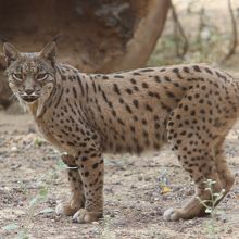 スペインのオオヤマネコが見られます By オカピパパ Zoobotanico Jerez のクチコミ フォートラベル