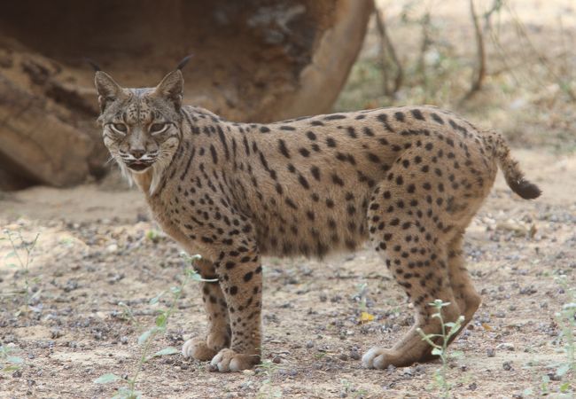 Zoobotanico Jerez 