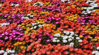 色とりどりの花花