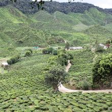 山一帯に茶園が広がっています。