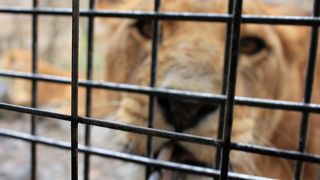 メルマガでお得に