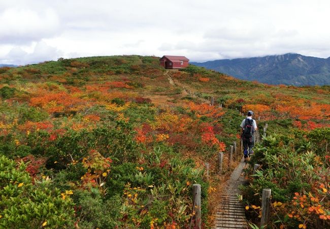 山頂に高層湿原があり、夏はニッコウキスゲ、秋は草紅葉がきれいです