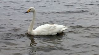 オオハクチョウがすぐ目の前に！