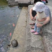 葉山しおさい公園で亀や鯉と遊んだあとは茶室で一服。