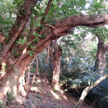 かつての参道は亜熱帯のジャングルみたい