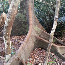 山道はガジュマルの板根だらけ