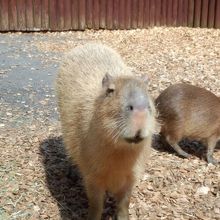 カピバラさんに餌付けできる。可愛い〜