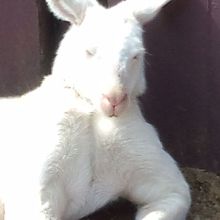 やたらと上腕がたくましい白カンガルー