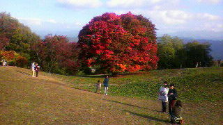 樹齢２５０年七色大カエデ