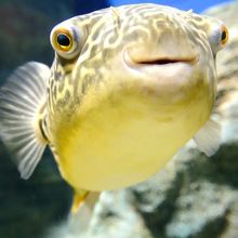 おんねゆ温泉北の大地の水族館(山の水族館)