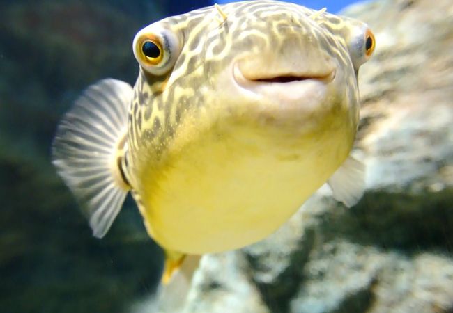 おんねゆ温泉北の大地の水族館(山の水族館)