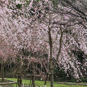 枝垂桜の咲く3月末が見事です