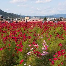 とんびも飛んでいます