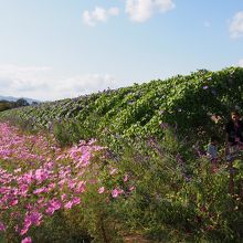 朝顔のトンネルもあります