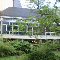 庭の緑癒される