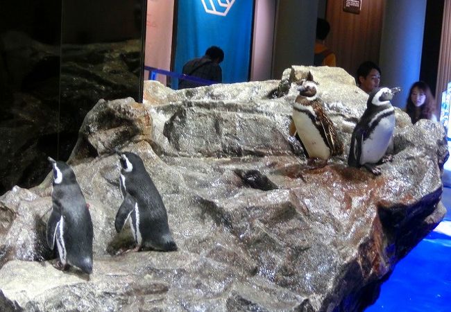 すみだ水族館 クチコミ アクセス 営業時間 浅草 フォートラベル すみだ水族館 クチコミ アクセス 営業時間 浅草 フォートラベル