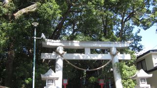 町中に残る鎮守の森