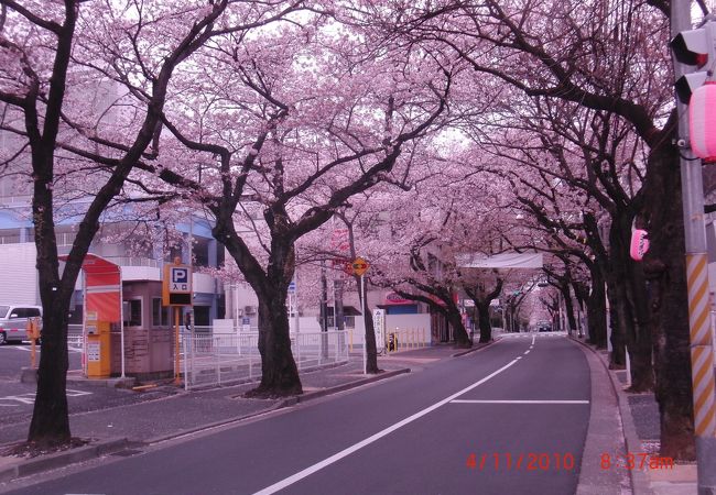 常盤平さくらまつり クチコミ アクセス 営業時間 松戸 フォートラベル