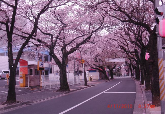 常盤平さくらまつり