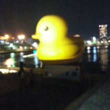 アヒルの後方の夜景が大阪市中央卸売市場です