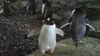 一番人気の動物園です！