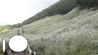 広ーいススキの草原
