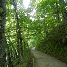 ぶな林に囲まれた遊歩道