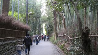 とても落ち着ける竹林の道