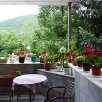 この花は、奥さんがそだてている