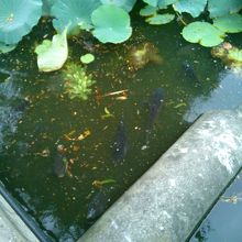 鯉がわんさかと・・・