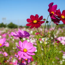 コスモス