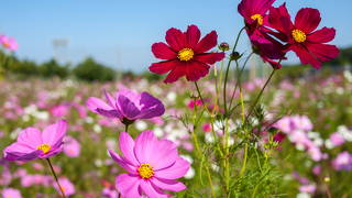 今年はコスモスが綺麗に咲いてました