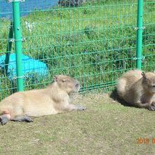 期間限定のカピバラさん