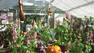 ハロウイーンの時期におすすめ